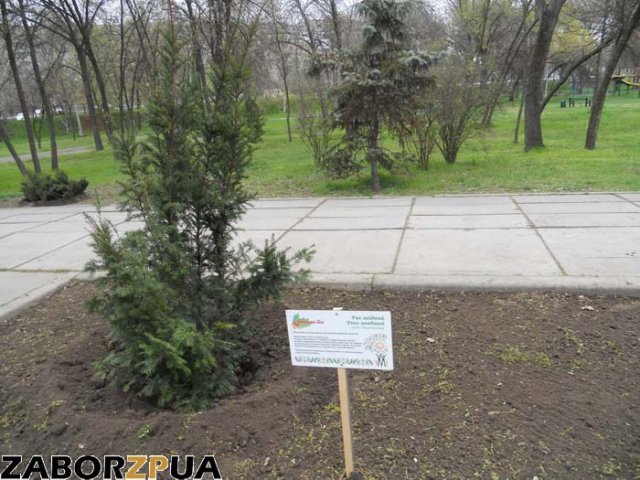 экзотическое дерево в дубовке экзотическое дерево в дубовке