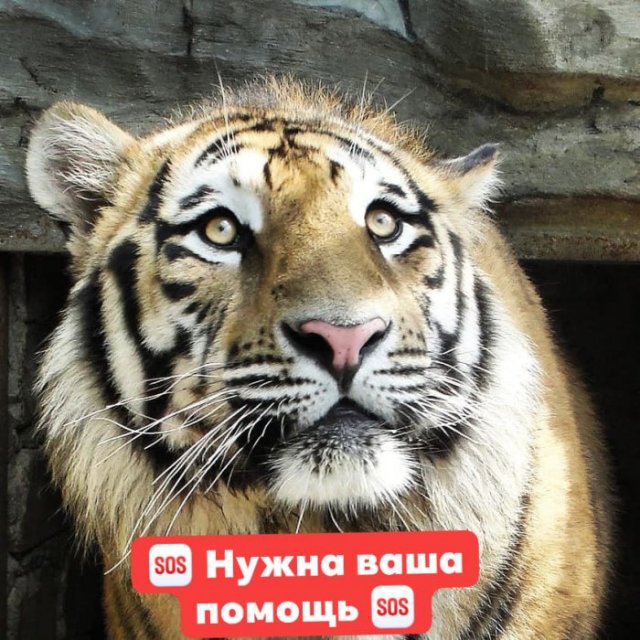 зоопарк пылышенко сос зоопарк пылышенко сос