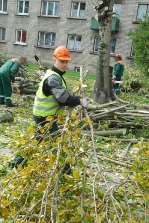 дерево спилили_коммунальщики дерево спилили_коммунальщики