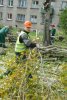 дерево спилили_коммунальщики