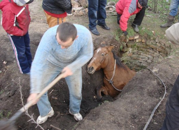 лошади упала в колодец лошади упала в колодец