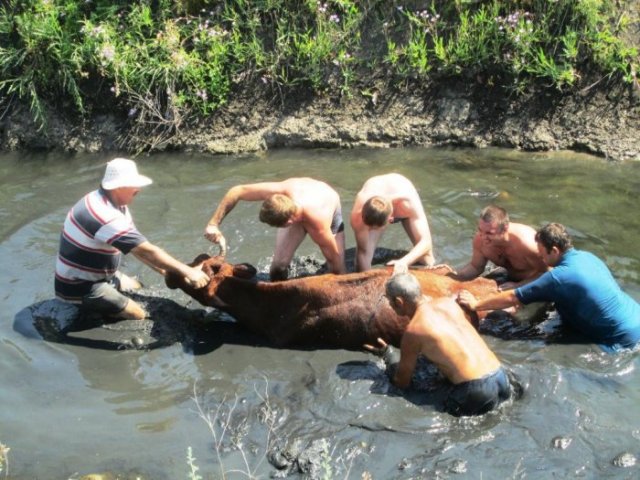 корова застряла в реке корова застряла в реке