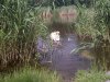 лебеди в "Дубовке" Запорожье