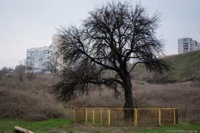 Тарасова груша Тарасова груша