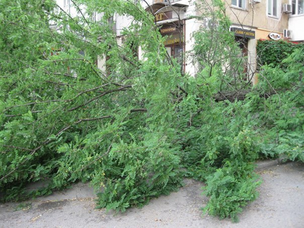 упавшее дерево упавшее дерево