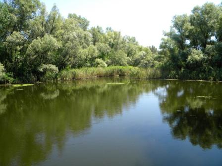 река и деревья река и деревья