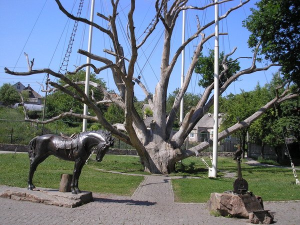 Дуб Запорожье Дуб Запорожье