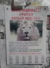 Лев - сбежал в Запорожье. Объявление на подъезде