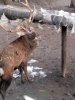 Олень на ДЖД (Запорожье) ест обшивку теплотрассы