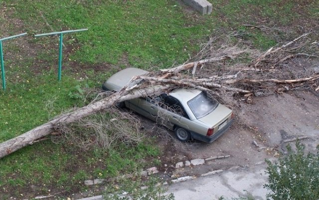 дерево упало на авто дерево упало на авто