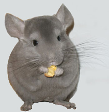 shinshilla.jpg