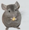 shinshilla.jpg