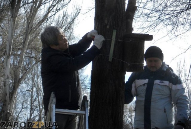 Син и дупло Син и дупло