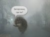 Туман. Ёжик ищет Запорожье