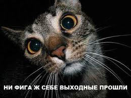 кот_выходные кот_выходные
