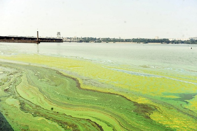 водоросли цветут в Запорожье водоросли цветут в Запорожье