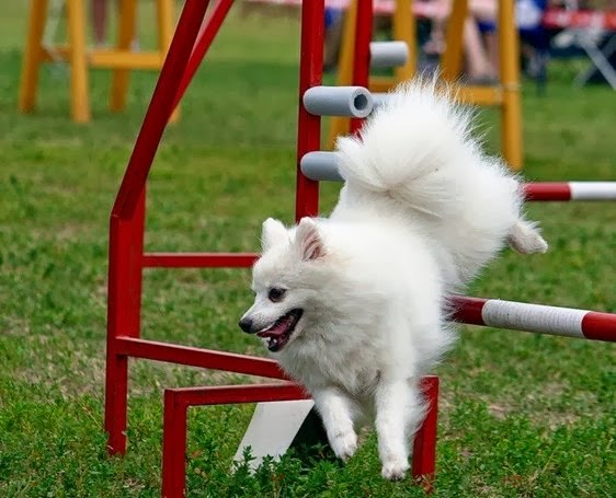 СОБАКА СОБАКА