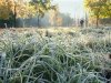 заморозки_трава в инее